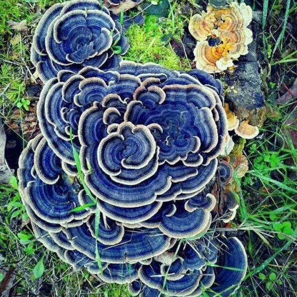 Trametes versicolor (Coriolus) 46g/100 Kapseln – Bild 7