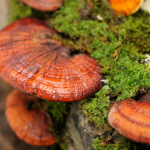 Ganoderma lucidum (Reishi)