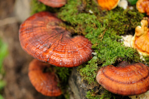 Ganoderma lucidum (Reishi)