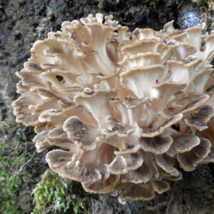 Polyporus umbellatus (Eichhase)
