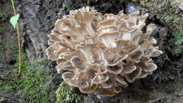 Polyporus umbellatus (Eichhase) 50g/100 Kapseln