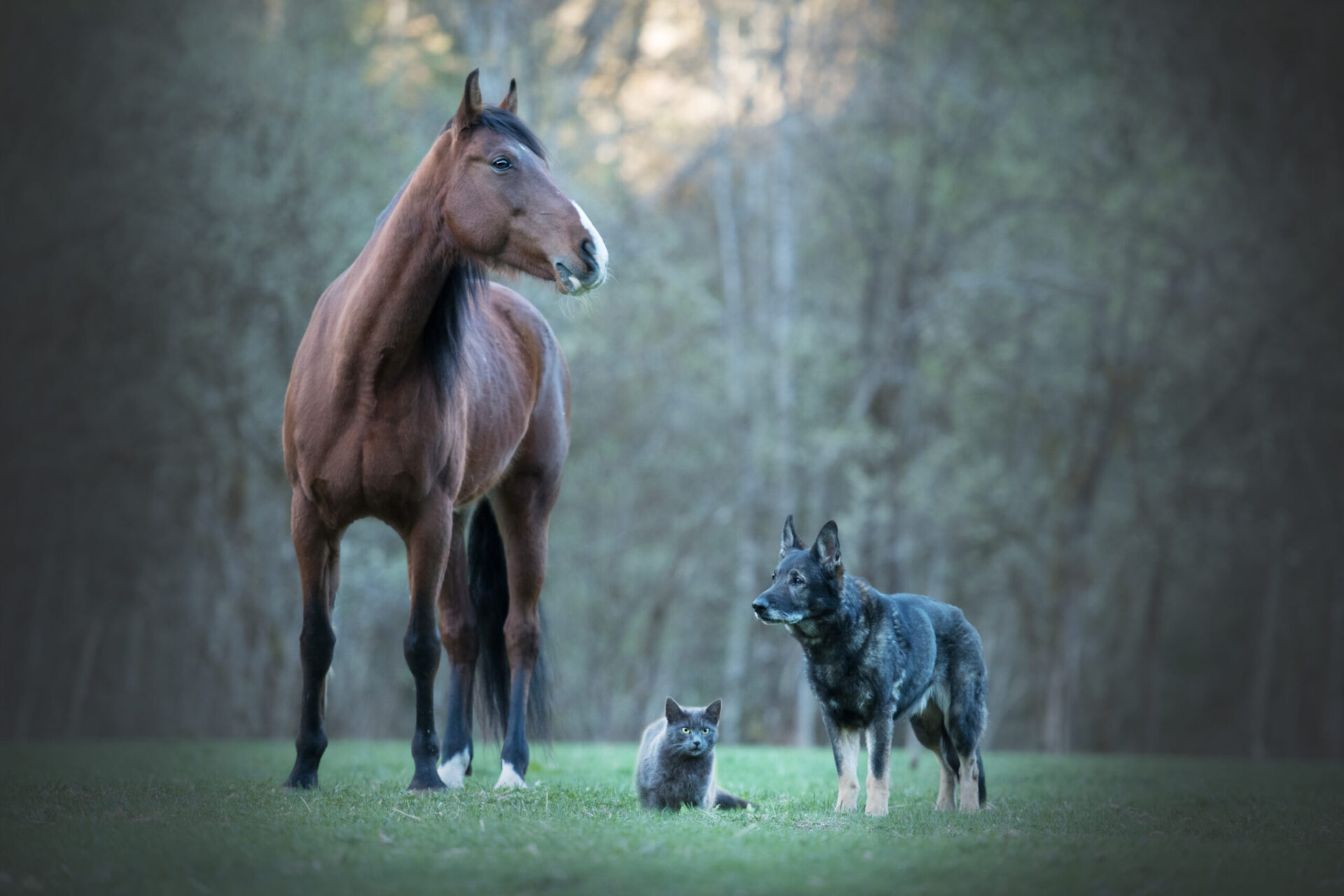 Friendship,Between,Different,Animals.,A,Cat,,A,Horse,And,A TCM-Fungifuture