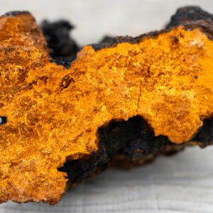 Inonotus obliquus (Chaga)