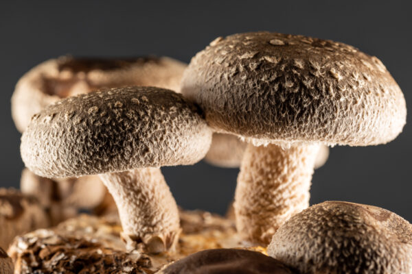 Lentinula edodes (Shiitake) 52g/100 Kapseln – Bild 4