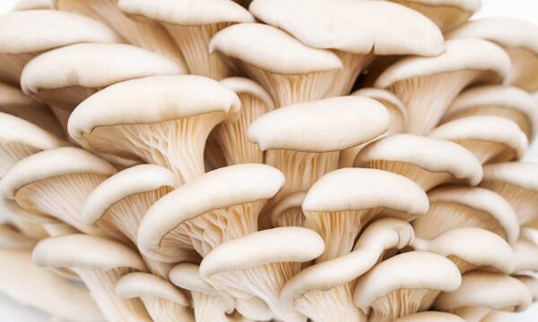 Pleurotus ostreatus (Austernseitling) – Bild 4