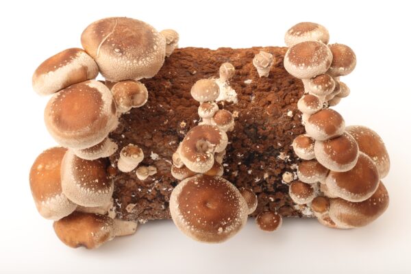 Lentinula edodes (Shiitake) 52g/100 Kapseln – Bild 3