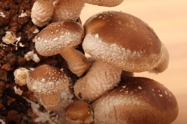 Lentinula edodes (Shiitake) 52g/100 Kapseln – Bild 2