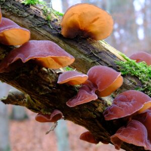 Auricularia judae (Judasohr)