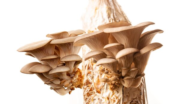Pleurotus ostreatus (Austernseitling) – Bild 3