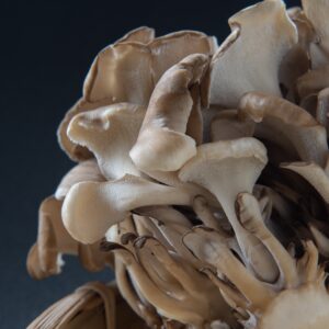 Grifola frondosa (Maitake)