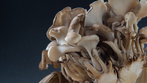 Grifola frondosa (Maitake)