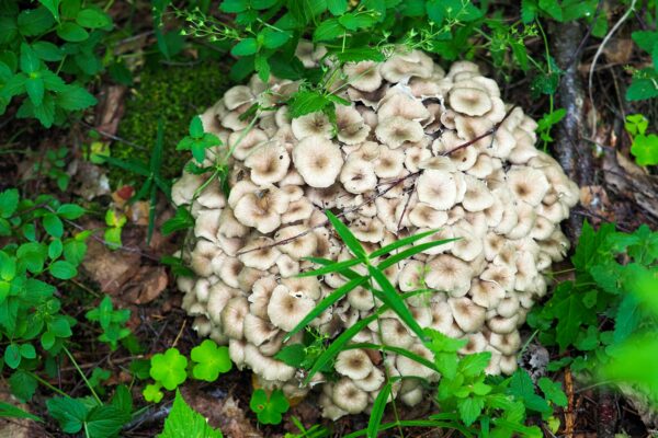 Polyporus umbellatus (Eichhase) 50g/100 Kapseln – Bild 2