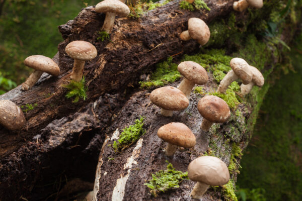 Lentinula edodes (Shiitake) 52g/100 Kapseln – Bild 5