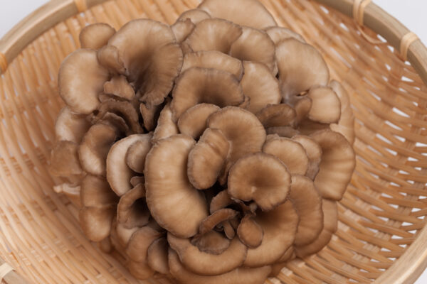 Grifola frondosa (Maitake) – Bild 4