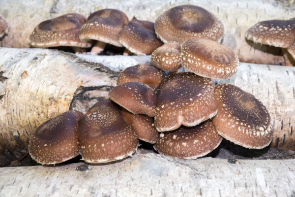 Lentinula edodes (Shiitake) 52g/100 Kapseln – Bild 6