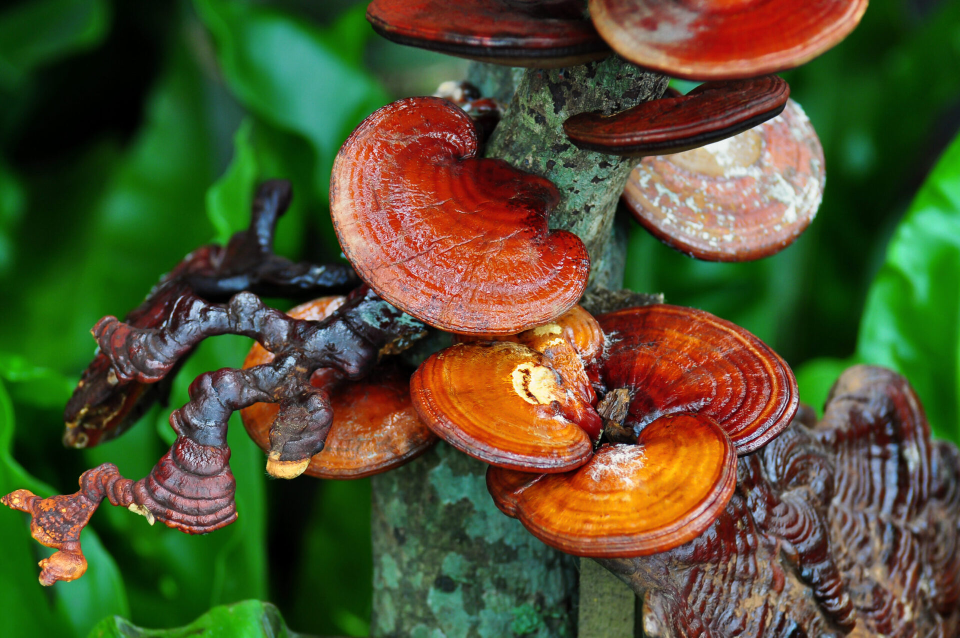 Ganoderma,Lucidum,Is,A,Medicinal,Plant.