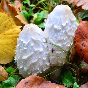 Coprinus comatus (Schopftintling)