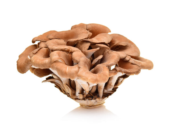 Grifola frondosa (Maitake) – Bild 2