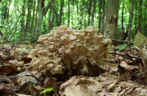 Polyporus umbellatus (Eichhase) 50g/100 Kapseln – Bild 6