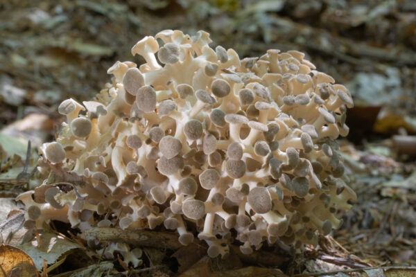 Polyporus umbellatus (Eichhase) 50g/100 Kapseln – Bild 5