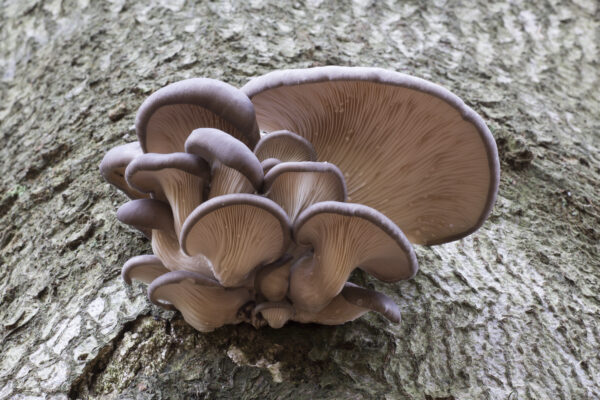 Pleurotus ostreatus (Austernseitling)