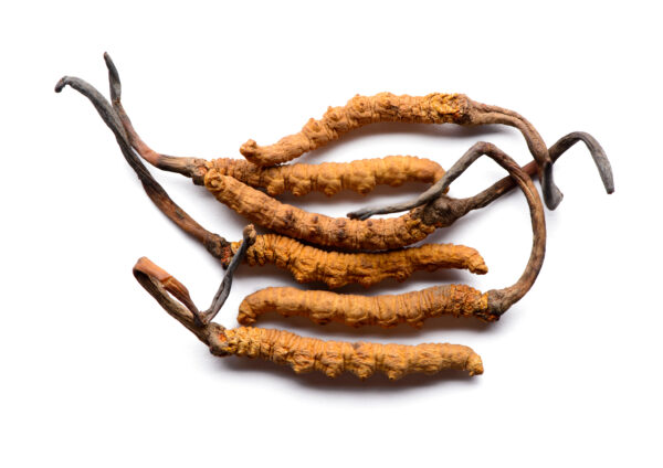 Cordyceps (Tibet. Raupenpilz) 39g/100 Kapseln – Bild 3
