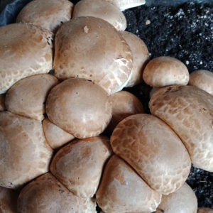 Agaricus brasiliensis (Mandelpilz)