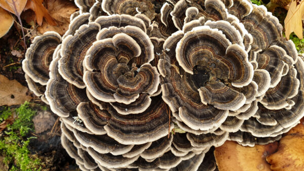 Trametes versicolor (Coriolus) 46g/100 Kapseln – Bild 3