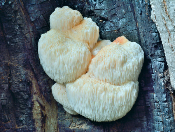 Hericium erinaceus (Igelstachelbart) – Bild 4
