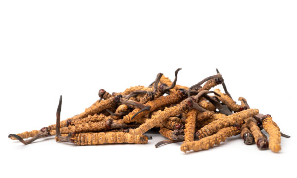 Cordyceps (Tibet. Raupenpilz) 39g/100 Kapseln – Bild 4