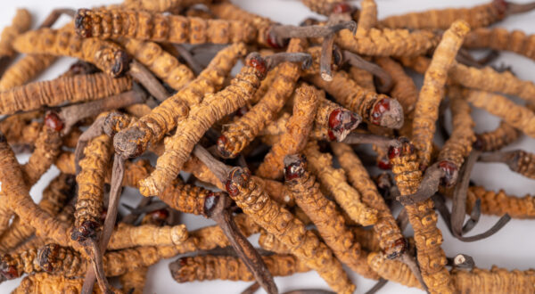 Sport & Power Mischung [Cordyceps, Grifola frondosa, Hericium erinaceus, Lentinula edodes] – Bild 3
