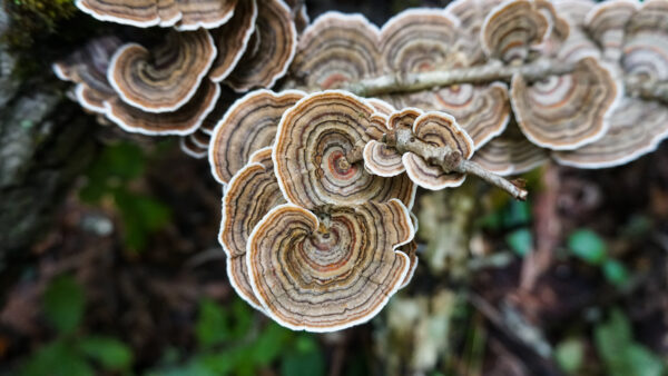 Trametes versicolor (Coriolus) 46g/100 Kapseln – Bild 2