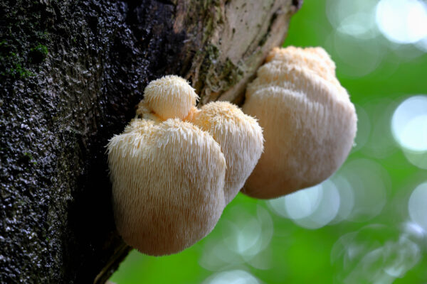 Hericium erinaceus (Igelstachelbart) – Bild 3