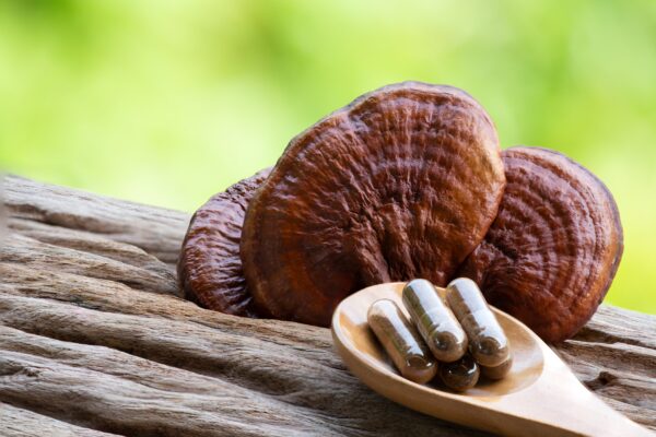 Ganoderma lucidum (Reishi) – Bild 4