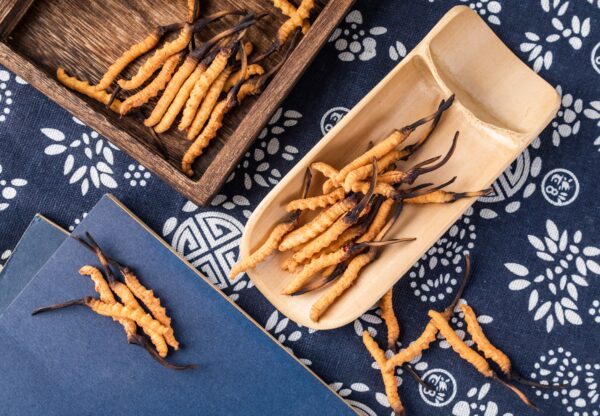 Cordyceps (Tibet. Raupenpilz) 39g/100 Kapseln – Bild 2