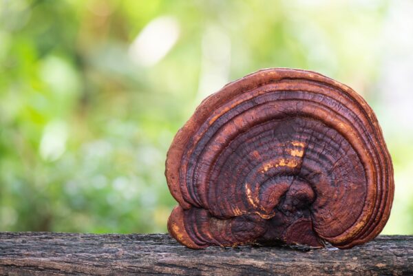 Ganoderma lucidum (Reishi) – Bild 2