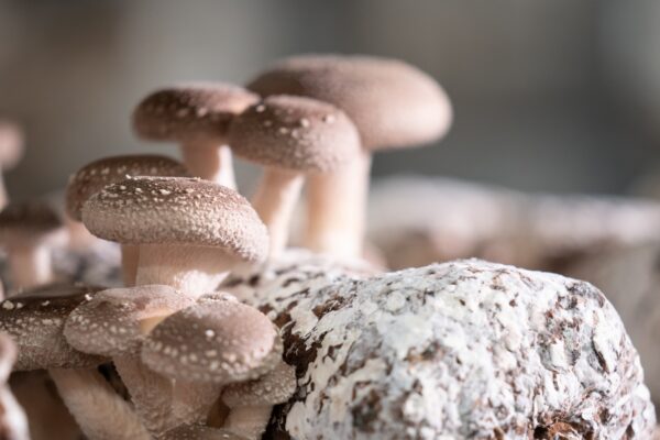 Rest & Recover Mischung [Agaricus brasiliensis, Coriolus versicolor, Reishi, Lentinula edodes] – Bild 5