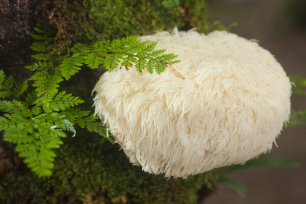 Hericium erinaceus (Igelstachelbart)
