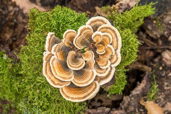 Rest & Recover Mischung [Agaricus brasiliensis, Coriolus versicolor, Reishi, Lentinula edodes] – Bild 3