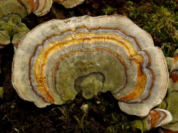 Trametes versicolor (Coriolus) 46g/100 Kapseln