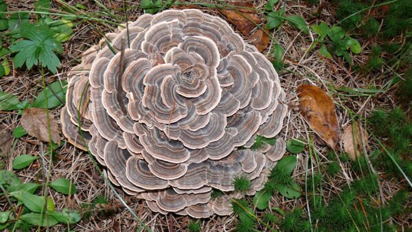 Trametes versicolor (Coriolus) 46g/100 Kapseln – Bild 6