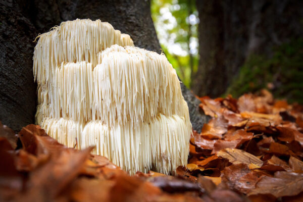Hericium erinaceus (Igelstachelbart) – Bild 5