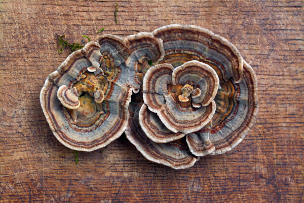 Trametes versicolor (Coriolus) 46g/100 Kapseln – Bild 5