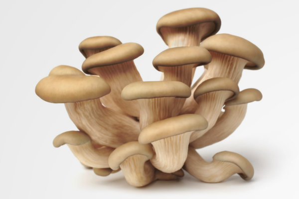 Pleurotus ostreatus (Austernseitling) – Bild 2