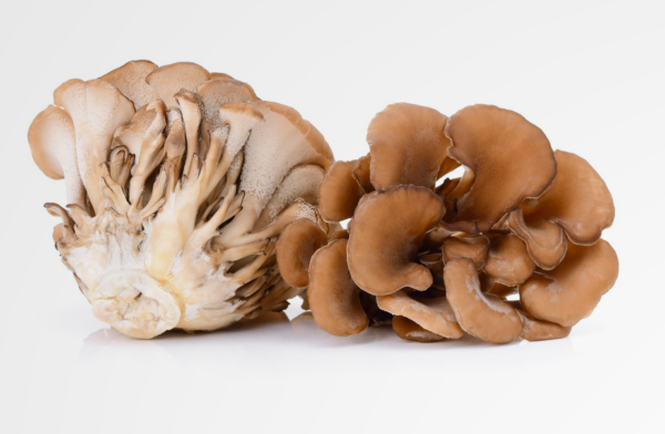 Grifola frondosa (Maitake) – Bild 3